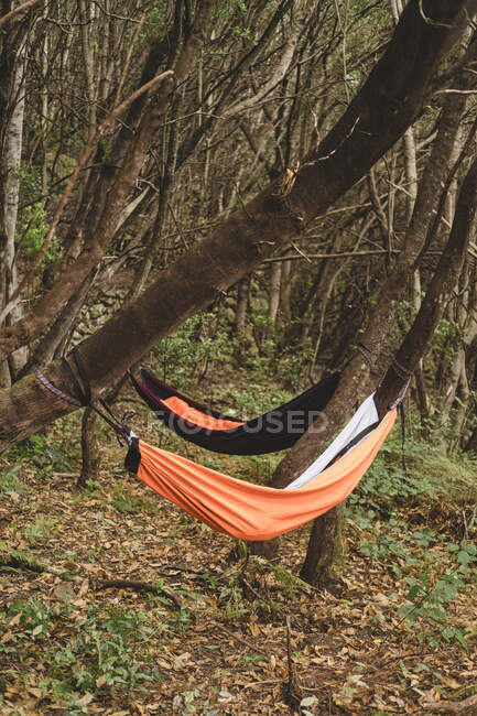 Two empty hammocks hang from trees in rainforest — Stock Photo