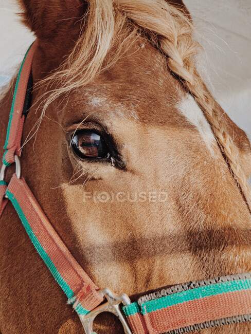 Primer plano de una cabeza de caballo marrón - foto de stock