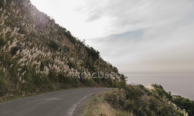 Hillside road with pampas grass in Big Sur — Stock Photo