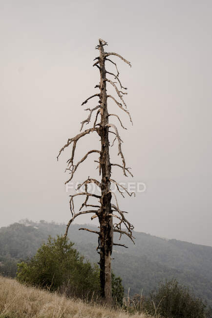 Árvore morta em Big Sur — Fotografia de Stock