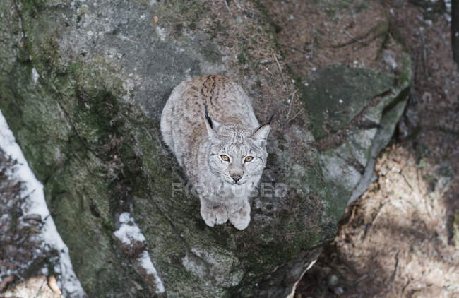Lynx dans la forêt sur fond de nature — Photo de stock