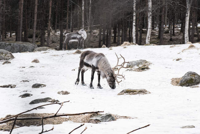 Un ciervo en la nieve - foto de stock