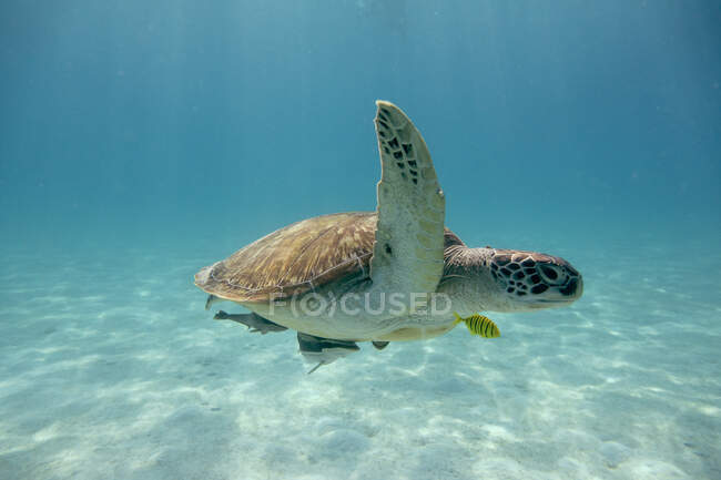 Красивый подводный вид на черепаху в море — стоковое фото