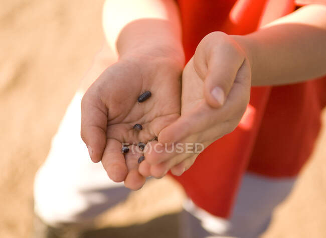 Close up of young boys hands holding several pill bugs — Stock Photo