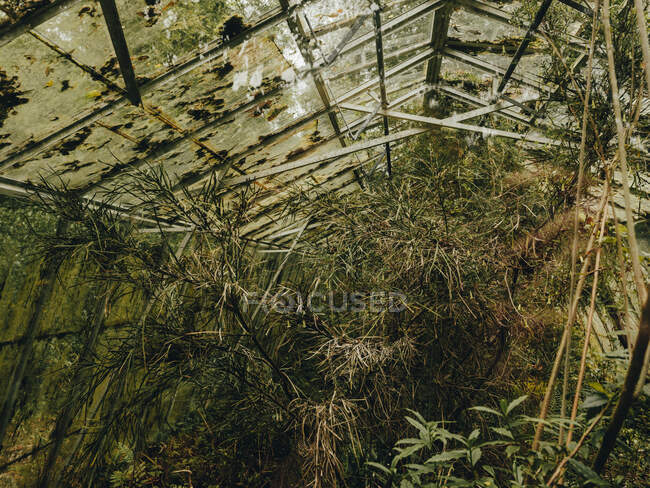 Overgrown green house at Linn Botanic Gardens — Stock Photo