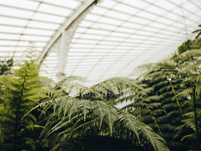Detail shot of ferns in Glasgow Botanic Gardens — Stock Photo