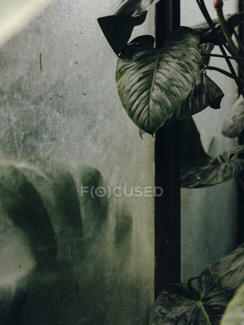 Monstera planta empurrado para cima contra o vidro no jardim botânico — Fotografia de Stock