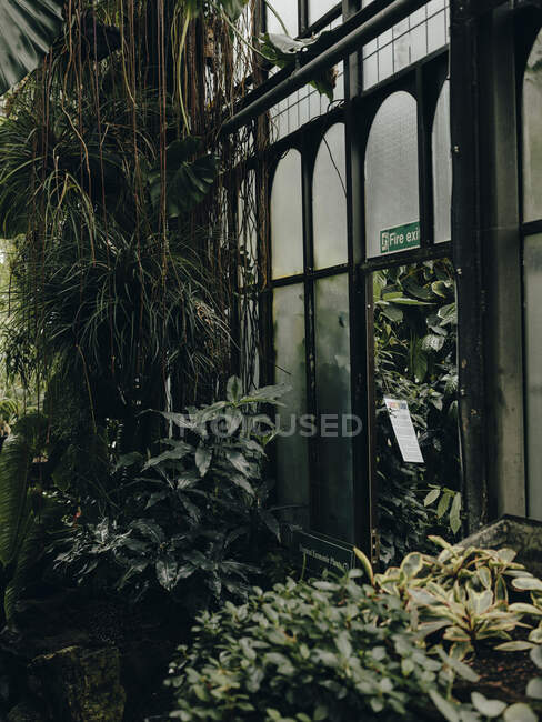 Inside at Glassgow Botanic Gardens — Stock Photo