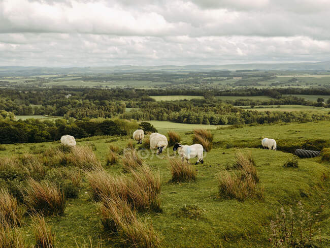 Pastoreio de ovinos no campo escocês — Fotografia de Stock