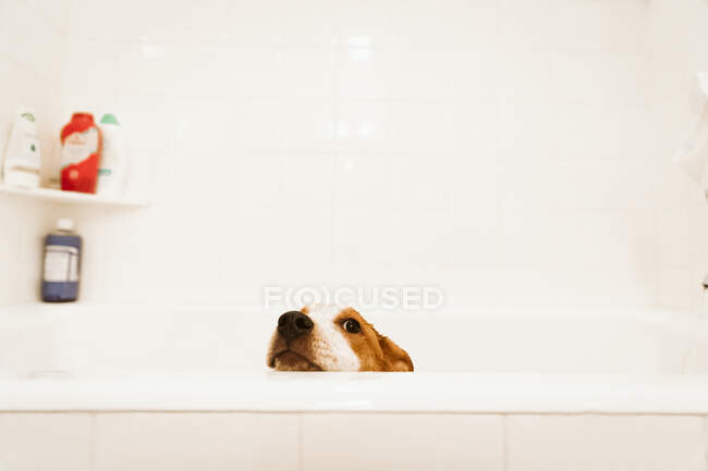 Сумний щеня стоїть у білій ванній перед часом ванни — стокове фото