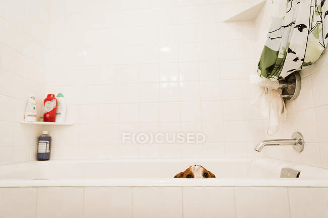 Сумний щеня стоїть у білій ванній перед часом ванни — стокове фото