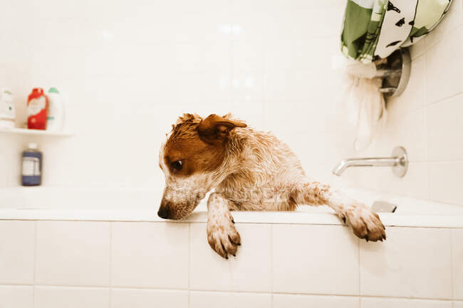 Triste cucciolo in piedi in bagno bianco prima del bagno — Foto stock