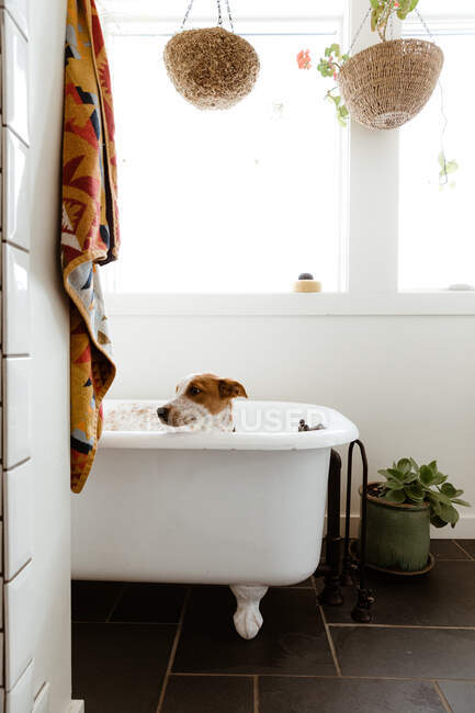 Cachorro triste em pé no banheiro branco antes da hora do banho — Fotografia de Stock