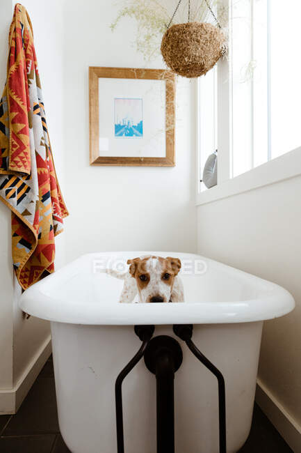 Sad puppy standing in white bathroom before bath time — Stock Photo