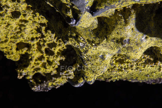Bacterias hidrofóbicas doradas en el techo de una cueva de tubos de lava - foto de stock
