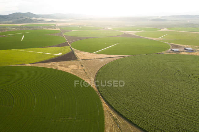 Círculos nas plantações verdes crescendo em um deserto de Nevada Remover — Fotografia de Stock