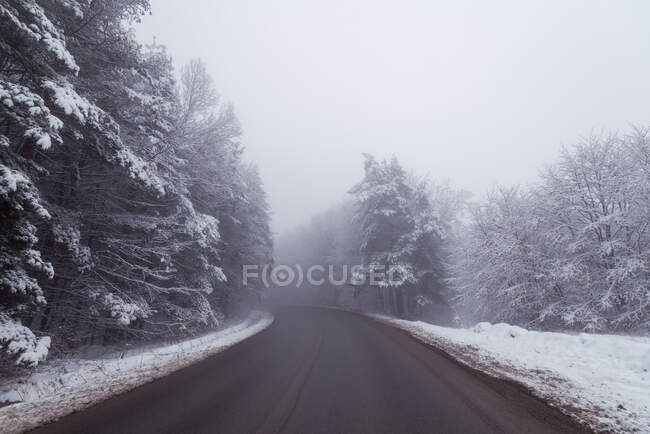 Strada vuota tra gli alberi durante il tempo nebbioso. — Foto stock