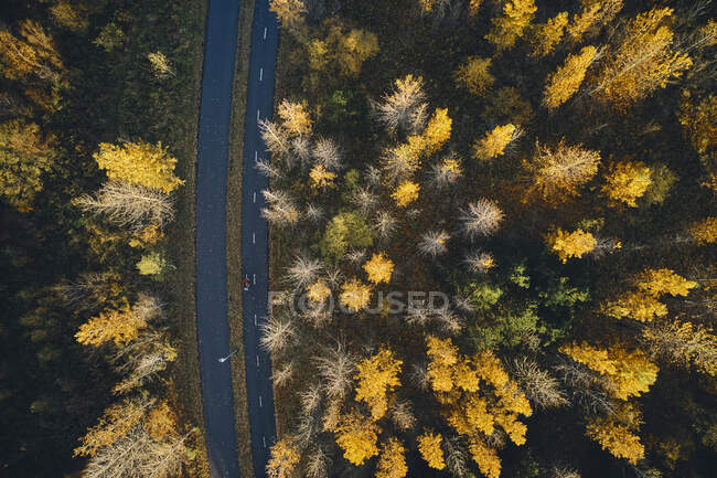 Vue du dessus des arbres d'automne lumineux poussant près de la route asphaltée dans une forêt calme en automne nature en Islande — Photo de stock