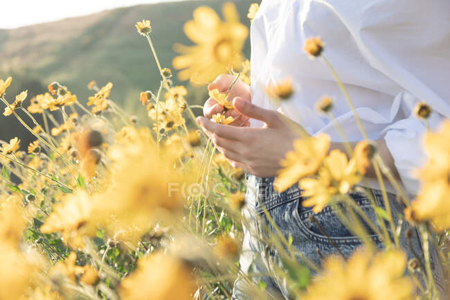 Ein Mädchen in einem Feld von Sonnenblumen auf dem Hintergrund der Natur — Stockfoto