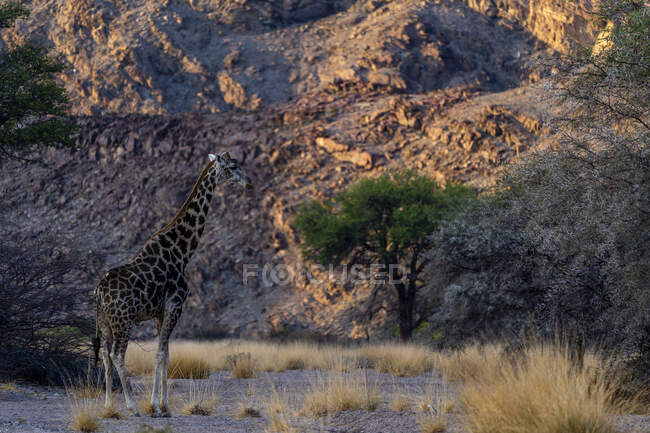 Giraffa nella savana di kenya sullo sfondo della natura — Foto stock