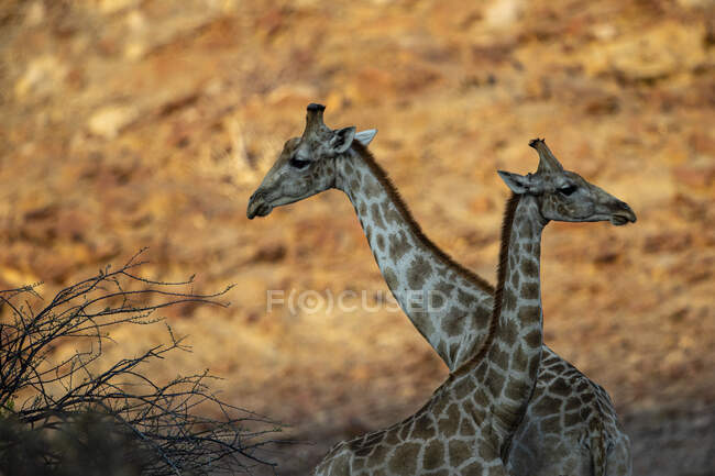 Girafa na savana de kenya no fundo da natureza — Fotografia de Stock