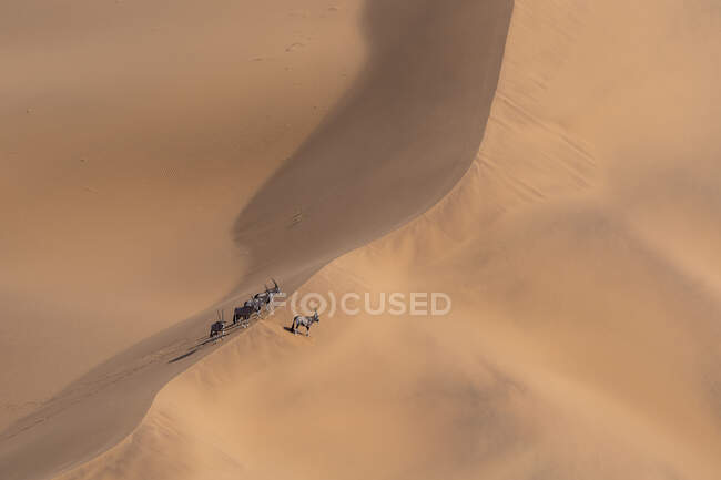 Hermosa vista del desierto sobre fondo de la naturaleza - foto de stock
