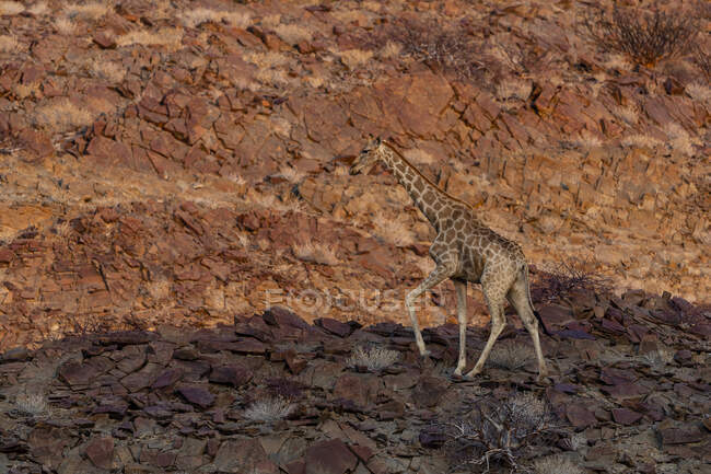 Giraffa nello zoo sullo sfondo della natura — Foto stock