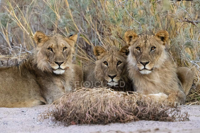 Group of lions in the savannah of africa — Stock Photo