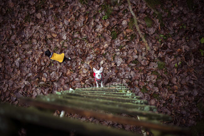 Birds eye view of two chihuahua dogs looking up ladder on forrest leaf — Stock Photo