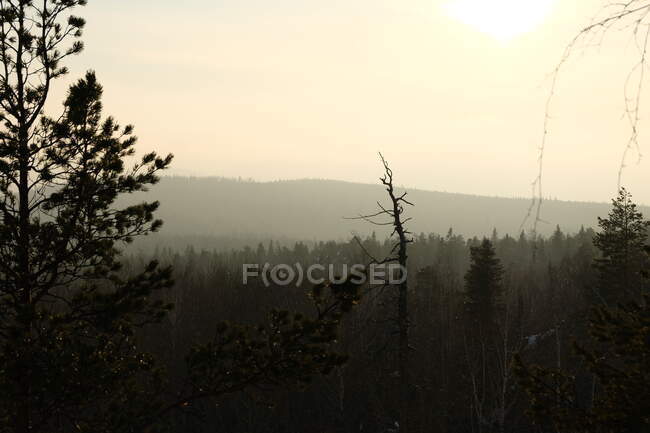 Invierno Ural paisaje. Horizontes forestales - foto de stock