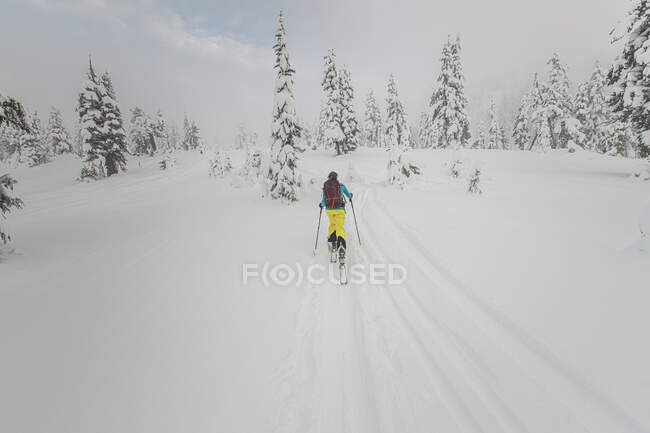 Woman skinning her way up in backcountry Red Heather, Squamish — Stock Photo
