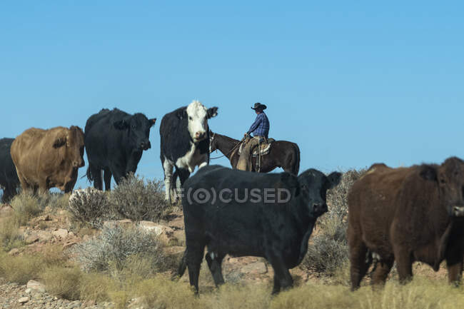 Cowboys Rustling Cattle in on a Dusty Stretch of Utah Desert — Stock Photo