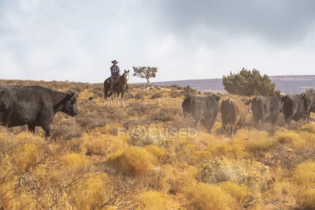 Ковбої виганяють худобу на горищі Дасті в пустелі Юта. — стокове фото