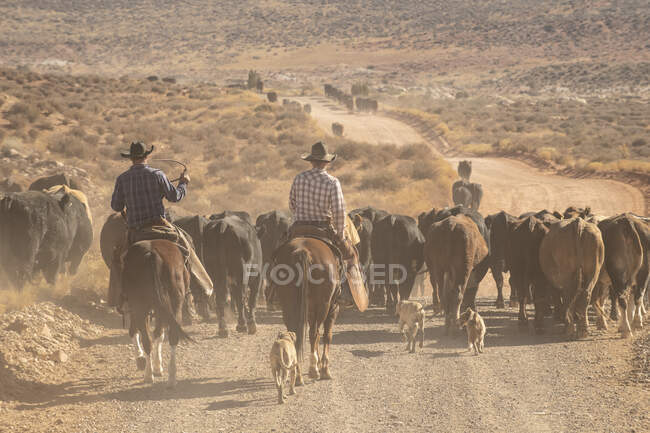 Ковбои загоняют скот на пыльный участок пустыни Юта — стоковое фото