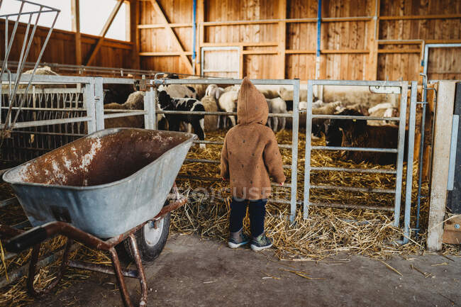 Ребенок на ферме смотрит на овец и ягнят — стоковое фото