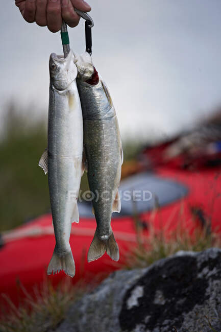 Рибалка з рибою на річці на фоні природи — стокове фото