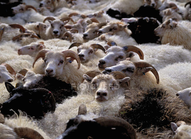 Manada de ovejas en el rebaño tradicional de ovejas en Islandia - foto de stock