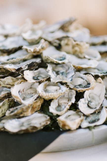 Oysters on the half shell appetizer on platter — Stock Photo