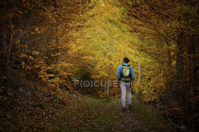 Escursioni donna in una bellissima foresta autunnale — Foto stock