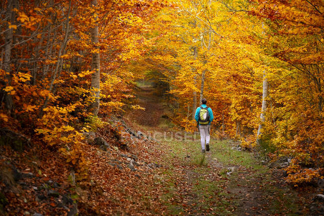 Femme marchant sur un chemin dans une belle forêt d'automne — Photo de stock