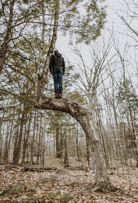Mann balanciert allein hoch in knorrigem Baum in einem Wald in Maine — Stockfoto