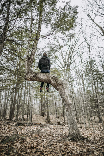 Человек сидит в одиночестве высоко в колючем дереве глубоко в лесу в штате Мэн — стоковое фото