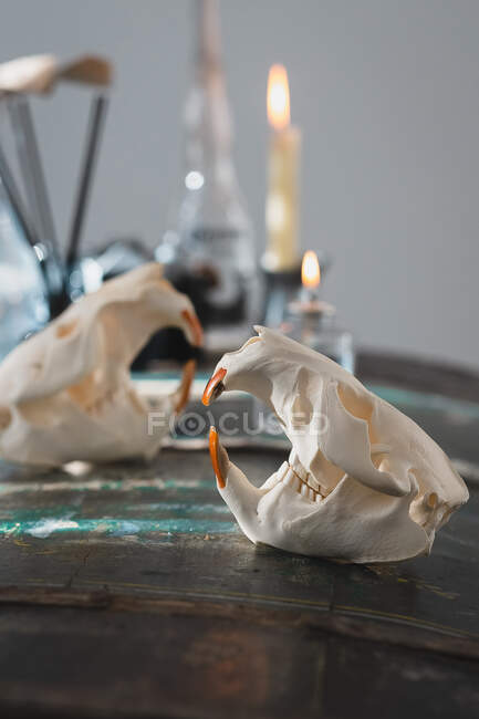Close-up view of animal skull with opened mouth — Stock Photo