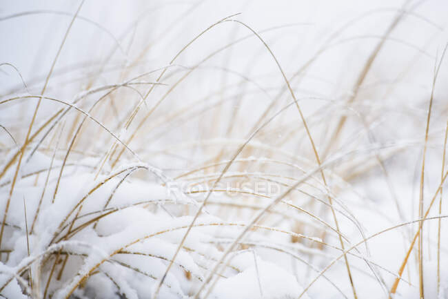 Herbe de plage couverte de neige pendant la neige d'hiver — Photo de stock