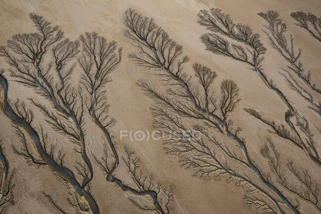 Erosion Cuts Fratcal Tree Looking Patterns into a Dry Lake Bed i — Stock Photo