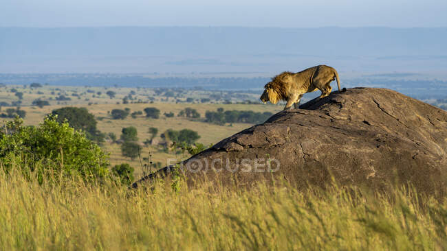 Лев в саванне Африки, Национальный парк Серенгети — стоковое фото