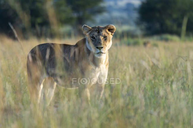 Löwin in der Savanne des Serengeti-Nationalparks — Stockfoto