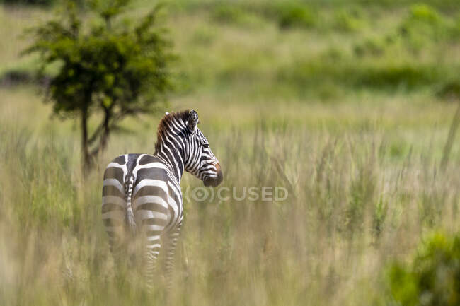 Зебра в савані в національному парку Серенгеті. — стокове фото