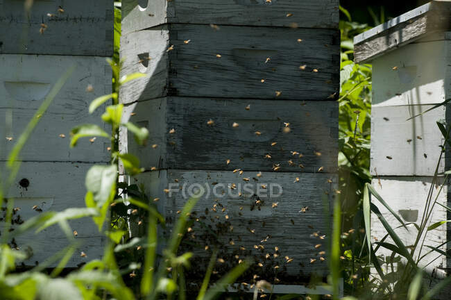 Des abeilles grouillent autour d'une ruche dans une ferme locale — Photo de stock