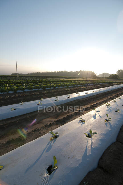 Filas de hortalizas recién plantadas en una pequeña granja - foto de stock